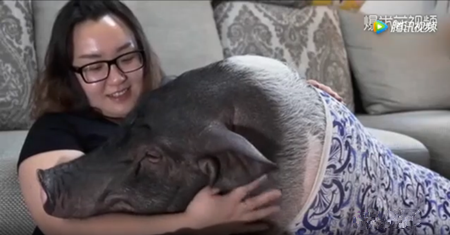北京姑娘养猪当宠物：其实猪很爱干净的