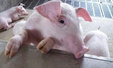 进口玉米涨价！莫非国产玉米要涨了？