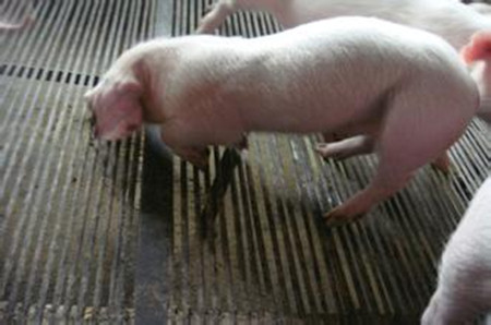 养猪对症治疗与对因治疗有哪些不同？？？