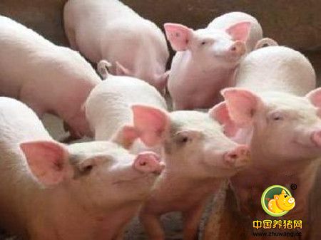 从生物安全角度谈猪场蓝耳病的净化