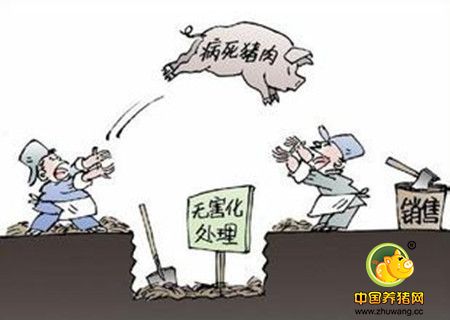 当前养猪场用药常见的的几个误区