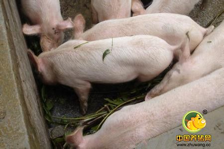 在猪饲料中添加药物时候注意事项