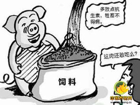 养猪生产中使用抗生素与环境污染