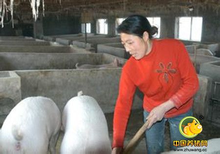  从养猪到种茶，用一心一意的态度成就人生