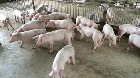 湖南多位养殖户因大康农业违约