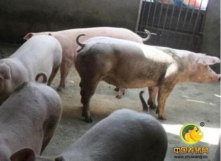 不同营养需求是未来养猪研究方向