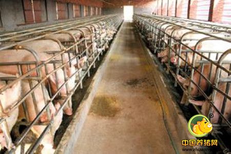万头猪场车辆、人员消毒池的建设