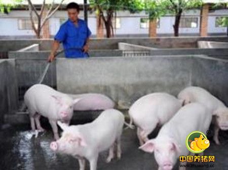 看看别人是怎样保障哺乳母猪“高泌乳量”和“断奶发情率”？