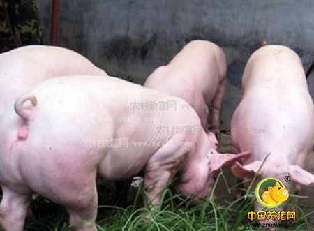 你有这些养猪坏习惯吗？养猪赚钱谨防这些坏习惯