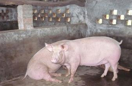 母猪限饲的误区