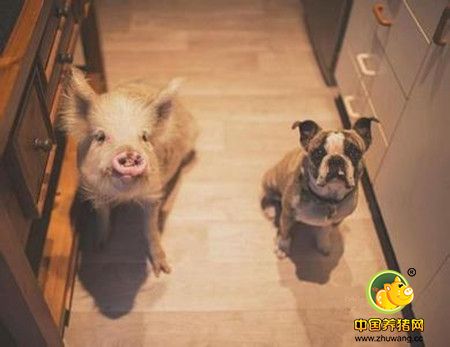  英国培育出“超级猪”, 有个优点让人兴奋