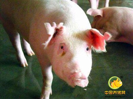 50-200头母猪的规模猪场是未来养猪业的主导者