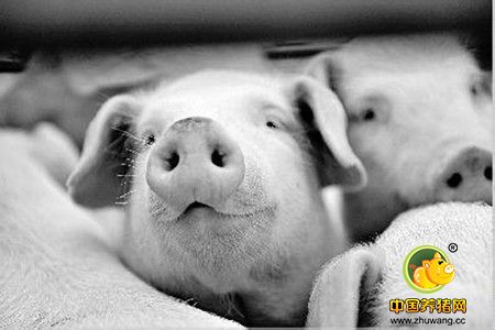 广西靖西市查获一起走私生猪，涉案生猪达500多头