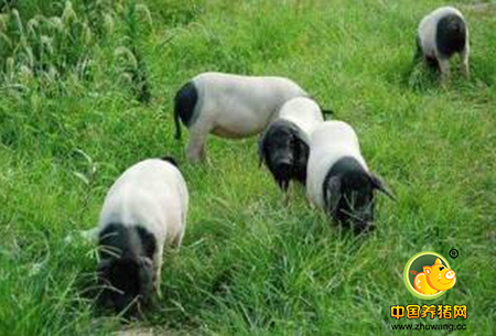 金华两头乌猪向社会征集科技创新利用项目