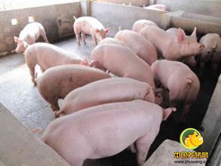 饲养公猪的硬件设施 6点要求要牢记