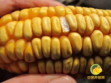 玉米霉菌毒素的种类及预防治疗方法