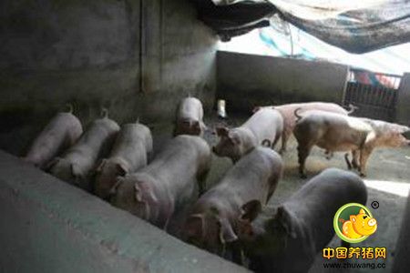 别跟猪乱吃药！猪场基础药物的应用方法