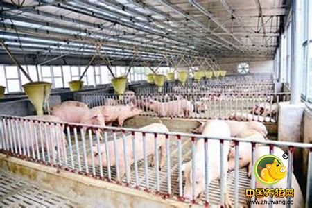 2017年世行计划建成高床养殖试点5家