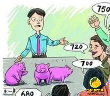 猪价供需两低不存在大幅下跌基础 猪周期红利逐渐远去