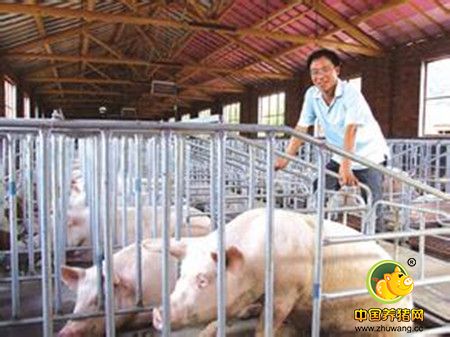 天水一猪倌没有上过学 却掌握了一套独到的养猪技术