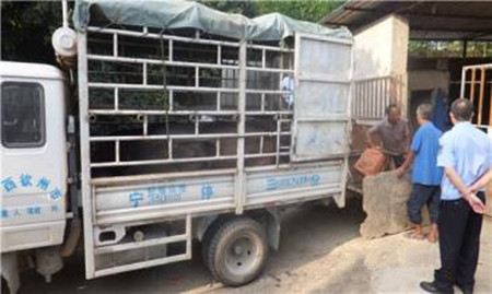 常客购买生猪赊账老板不放心半路拦下起纠纷