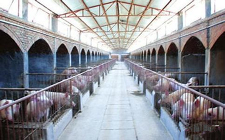 一个“问题猪场”的起死回生之路！值得借鉴！