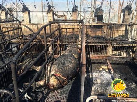 泪奔！一养殖场凌晨起火 67头“二师兄”被烧成黑炭