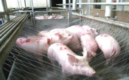 广西梧州：生猪定点屠宰量两年翻番