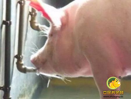 难想到的猪场必备之物，还真实用!