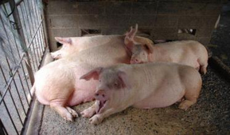 重庆丰都养猪现代化，母猪有属于自己的“床”！