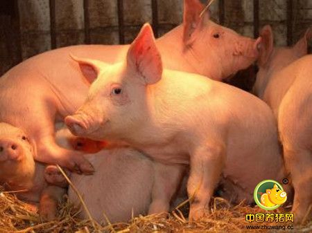 南方进入仔猪腹泻高发期，免疫、保温、干燥、消毒缺一不可