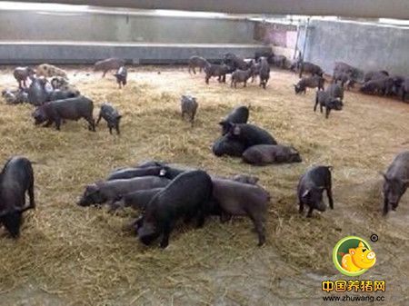 养猪企业家集体向网易味央取经 大赞猪场技术先进