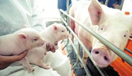 历史惊人相似，建大猪场是为拆小猪场铺路