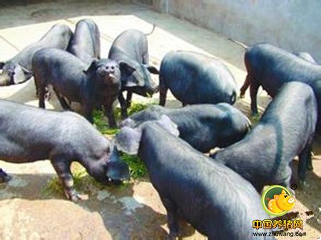 体长多肋肉质嫩，里岔黑猪肉成市民餐桌上的佳肴