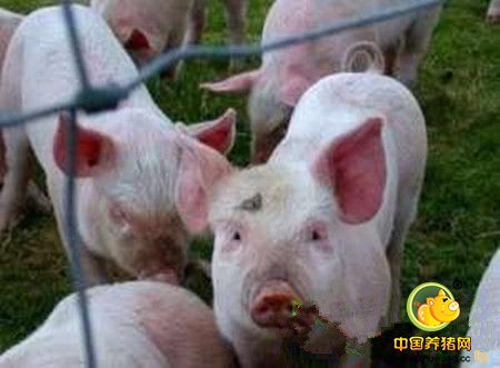 规模化养猪场必读手册摘录！如何防范养猪八大风险？