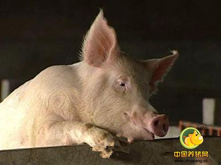 丰都：“门外汉”变身养猪达人，养殖经验靠积累！