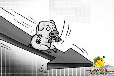 猪价下跌2元！养猪人的噩梦？