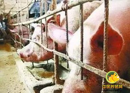 生猪需求不佳供应充足 结算价将继续回落！