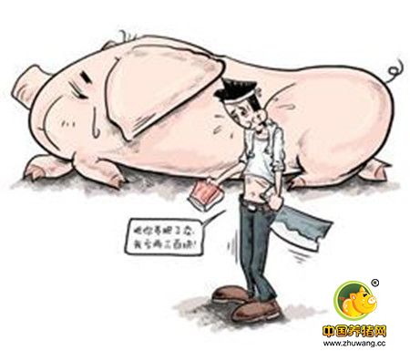 生猪存栏数量减少 内外压力下养殖户必须设法降低成本