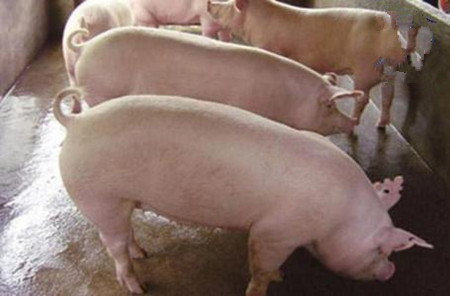 区别圆环病毒和过敏性皮炎，这3点说的很透