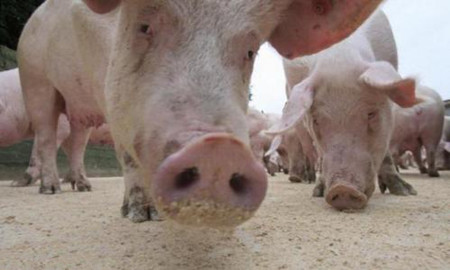 导致猪身体发紫的疾病鉴别大全及治疗方案！