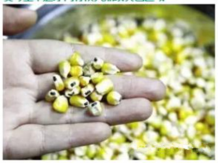 梅雨季节如何减少猪场玉米霉菌毒素？