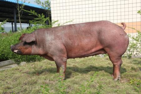 种猪场伪狂犬病的免疫与控制