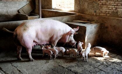 关停小散 大企业来补 新希望制定1000万产能布局