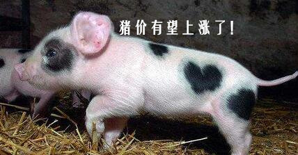 重大利好齐发，猪价这次有望上涨了！