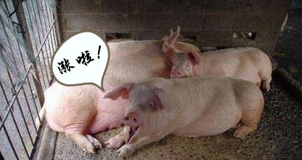涨了！涨了！全国猪价终于止跌企稳