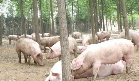 农业部严厉打击饲料生产和养殖违法使用兽用抗菌药物行为