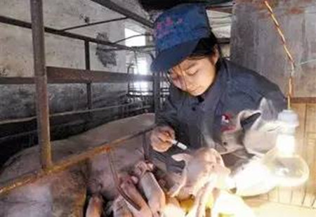 小猪补铁一次？两次？