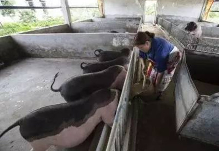养猪10年也未必全懂的成本计算方法，能做到的都是牛人