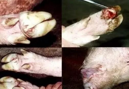 老兽医用实例告诉你五号病不可怕，他是如何解决这个难题的？
